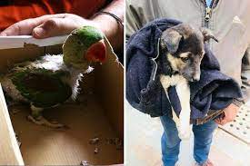 Check spelling or type a new query. Spotted An Injured Animal These Organisations Are Just A Call Away