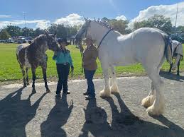 Ted the magnificient Grey Shire Stallion