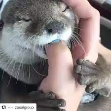 Sound On Follow Us Otters For More Fro Funny Animal Videos Otters Cute Cute Baby Animals