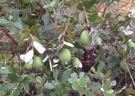 Image result for Feijoa sellowiana