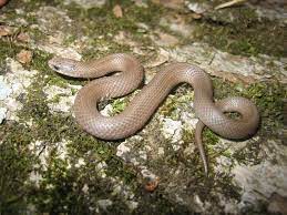 Smooth Earth Snake Virginia Valeriae Reptiles And Amphibians Of Iowa Snake Reptiles And Amphibians Amphibians