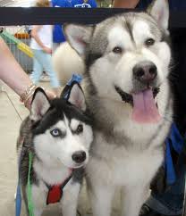  Comparison Between Alaskan Malamute And Siberian Husky Dogs Malamute Alaskan Malamute