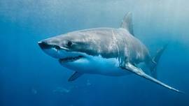 Shark Week