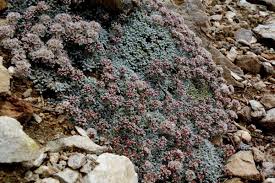 Image result for Eriosema montanum