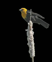 Inlander 07042024 by The Inlander - Issuu