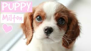 The family's involvement in the dog breeding industry goes back to the 1950's when charles's grandfather alan phillips started breeding hunting and working dogs. First Day With New Puppy Cavalier King Charles Spaniel Youtube