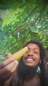Barbados Sugar Cane Harvesting