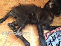 Pakaian yang mereka kenakan begitu mini dan ketat sehingga nampaklah lekuk tubuhnya. Tanda Tanda Kucing Sakit Dan Cara Mengatasinya Hobinatang