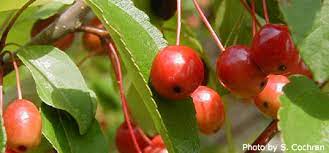 Flowering trees trees and shrubs types of berries red jewel parts of a flower full size photo flowering crabapple trees: Eating Fruit From Ornamental Trees Ornamentalsfruit Nebraska Extension In Lancaster County