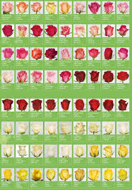 Rose Name Chart Some Pricier Than Others But A Value Flower