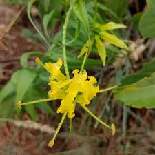 Image result for Dipcadi viride