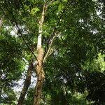 Image result for Pseudospondias