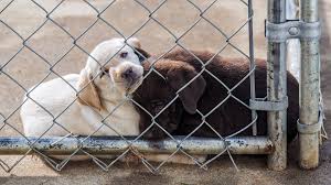Far away from her cruel treatment at the puppy mill, lamb chop went up against over 10,000 other cute canines to snag first place in people's third annual world's cutest rescue dog contest. Texas Tell The Sunset Commission To Keep Protections For Dogs In Puppy Mills Animal Legal Defense Fund