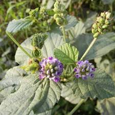 Image result for Psoralea glabra