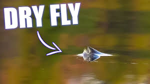 Dry fly patterns are tied out of any material that floats. Best Dry Fly Takes Brown Trout Grayling Fly Fishing Youtube