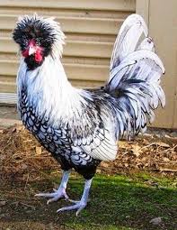 Ayam Poland Batik Jantan Ayam Ayam Kapas Hewan