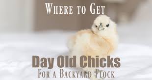 Requires orders of 15 or more. Where To Get Day Old Chicks For A Backyard Flock Home In The Finger Lakes