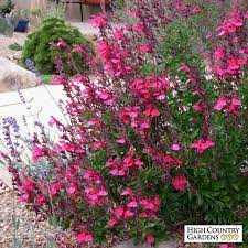 Cold Hardy Pink Texas Salvia Low Water Plants High Country Gardens Plants