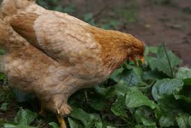 The nightshade family of plants is toxic to chickens, and only a few of the fruits should even be considered for your flock. 10 Ways To Save Money On Chicken Feed