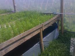 Randi Farm Profil Randi Farm