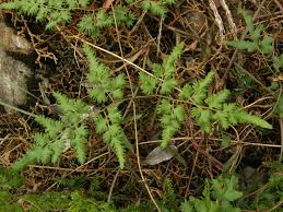 Image result for Lygodium