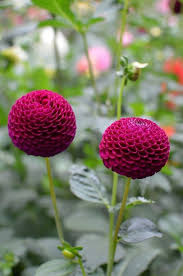 Glenplace Dahlia Flower Planting Flowers Dahlia