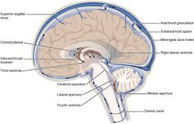We did not find results for: Unit 9 The Nervous System Douglas College Human Anatomy Physiology I 2nd Ed