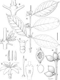 Image result for Sericanthe leonardii