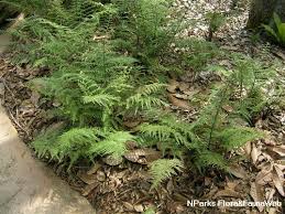 Image result for Pityrogramma aurantiaca