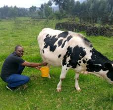 Image result for Englerina schubotziana