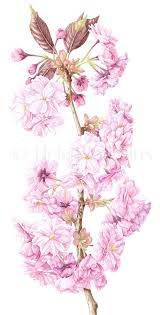 Floral free vector design for all spring, nature, tree, blossoming, blooming, sakura, japan, japanese art, branches, forest, garden, new life, flowers visual projects. Cherry Blossom Cropped Helen Cousins Botanics Cherry Blossom Watercolor Cherry Blossom Drawing Cherry Blossoms Illustration