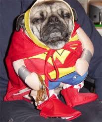 10 Photos Of Unimpressed Pugs In Costumes Pugs In Costume Pet Halloween Costumes Pet Costumes