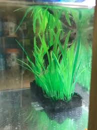 Betta Fish Care Sheet | Petmd