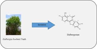 Image result for Dalbergia boehmii