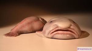 Dunyanin En Cirkin Hayvani Hangisidir 2020 Blobfish Hayvan Veterinerler