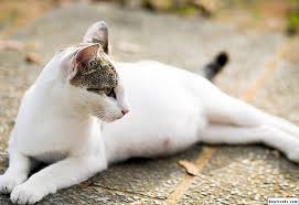Apakah kucing juga mengandung selama sembilan bulan? Berapa Kali Setahun Kucing Melahirkan Kekerapan Kelahiran
