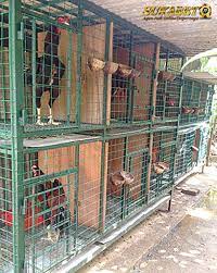 Berapa sih ukuran kandang yang pass untuk ayam jago ? Bandar Sabung Ayam Kandang Ayam Bangkok Yang Bagus Adalah Kandang Yang Dapat Menunjang Keberhasilan Dalam Merawat Ayam Aduan Kandang Ayam Ayam Ternak Ayam