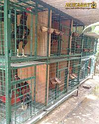 Biasanya ukuran ideal kandang yang berisikan ayam aduan umuran 1 hari hingga 3 bulan yaitu p x l x t = 120 cm x 100 cm x 70cm dengan ukuran sebesar itu kandang bisa muat ayam sekitar 10 ekor hingga 3 bulanan. Ukuran Ideal Kandang Ayam Bangkok Tentang Kolam Kandang Ternak Di 2021 Kandang Ayam Ayam Kandang
