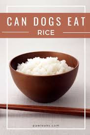 You may not even realize it, but rice is an ingredient sometimes found in commercial dog foods. Can Dogs Eat White Or Brown Rice Can Dogs Eat Dog Eating Dog Food Recipes