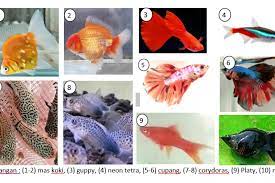 Dosen Ipb Beri Tips Pelihara Ikan Hias Untuk Pemula Apa Saja Antara News Jawa Barat