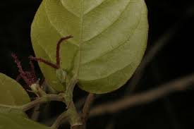 Image result for Hymenocardia