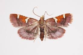 Image result for Pyralis cardinalis