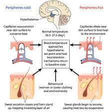 Temperature Regulation In Animals Biology Online Tutorial