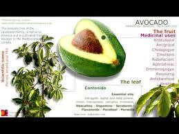 Olive Oil Olive Oil Meaning In Hindi