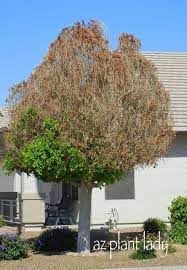 Was looking at something else across the street and what i though was a heavily pruned carob tree had the wrong bark. Ficus Trees Too Much Hassle Azplantlady Com