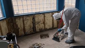 How To Choose A Mold Removal Company? | Rytech Restoration