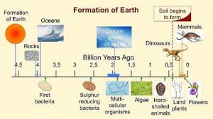 Animal with only one cell. Multicellular Definition Examples Of Multicellular Organisms