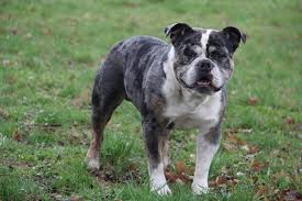 Bulldogs came in black & white & black tri since the breed first started long before the 1800s. Old English Bulldog Oeb Deckrude Blue Merle Pritzwalk English Bulldog Deckrude Deine Tierwelt De