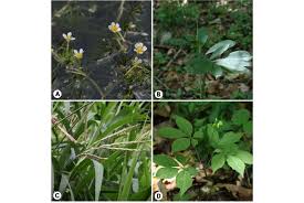 Image result for Phacelurus