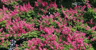 Free shipping on orders over $99 with arrive alive guarantee from the tree center. Best Shrubs Trees To Use For Privacy Hedges Screening Organic Plant Care Llc Organic Lawn Plant Health Service In Hunterdon Morris Somerset Union Counties Nj And